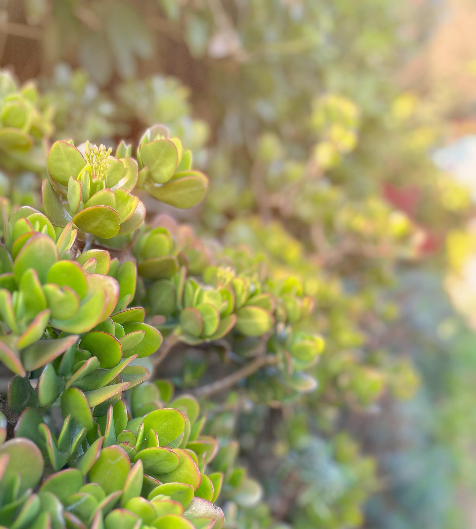 picture of jade trees in bloom